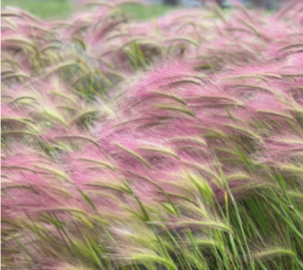 Ячмень гривастый Рики рассада конец апреля 26