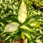 Диффенбахия CHAN KRAJANG (A103)