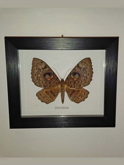 Бабочка Erebus macrops в рамке