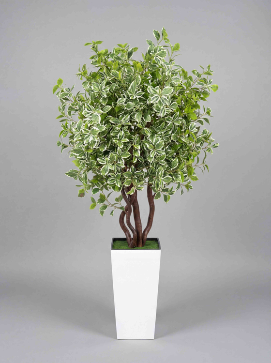 Бересклет пестрый 180см в высоком белом кашпо