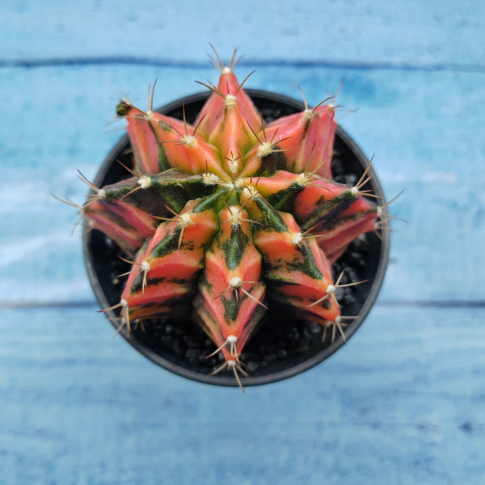 Gymnocalycium Variegata (Гимнокалициум Вариегатный)
