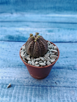 Euphoria Obesa (Эуфорбия)