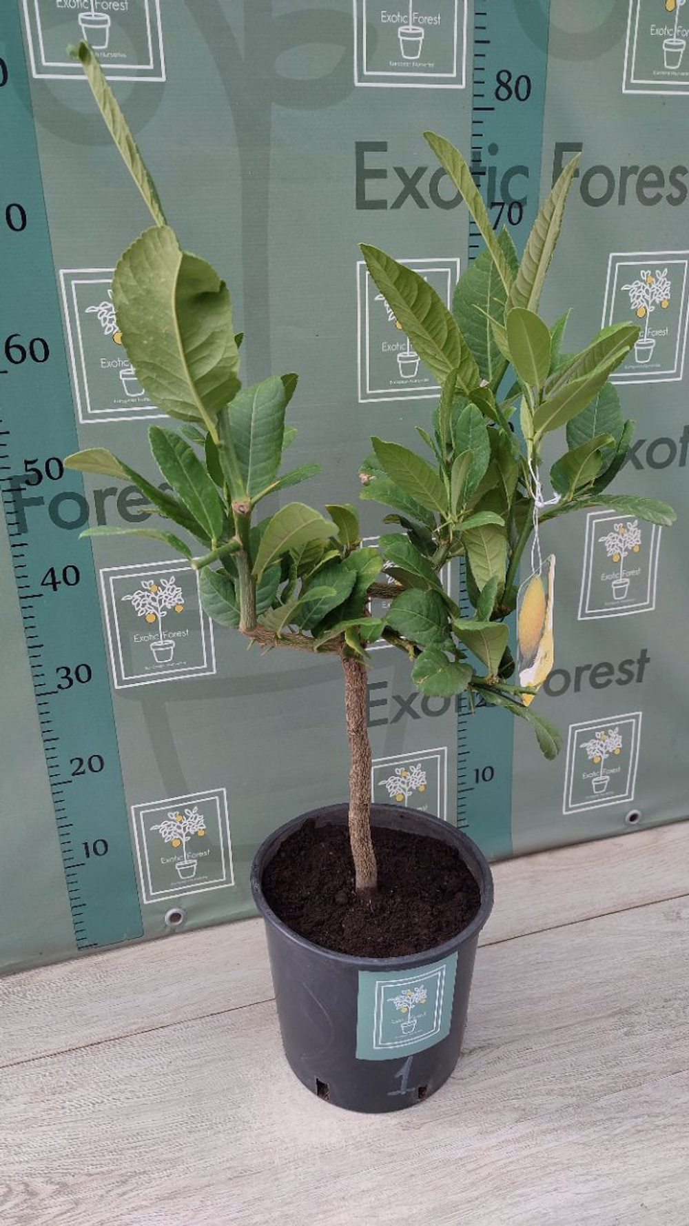 Cedro Maxima