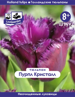 Тюльпан Луковица, Пурпл Кристалл, 8+ шт