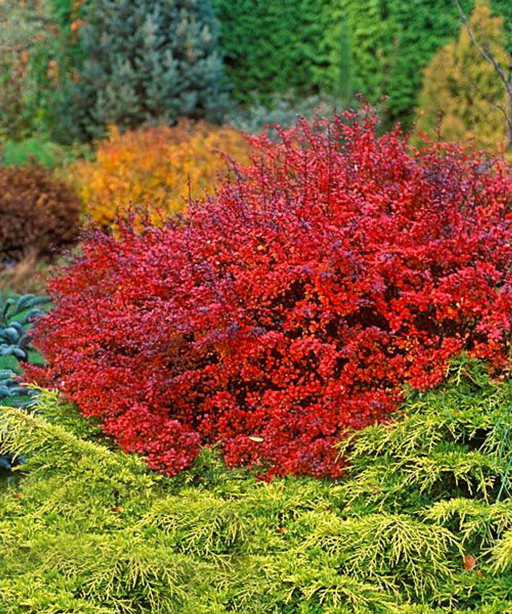 Барбарис Тунберга Дартс Ред Леди С3 Закупка М60 июнь 2026