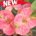 Эуфорбия Миля SIAM PINK