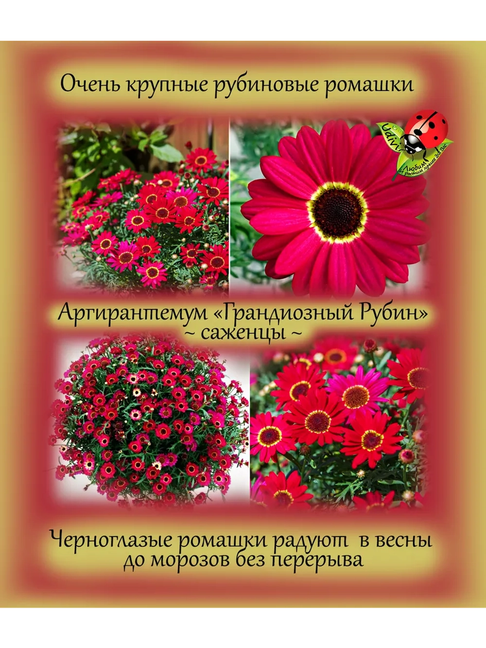 Аргирантемум Грандиозный рубин Грандэйзи Руби