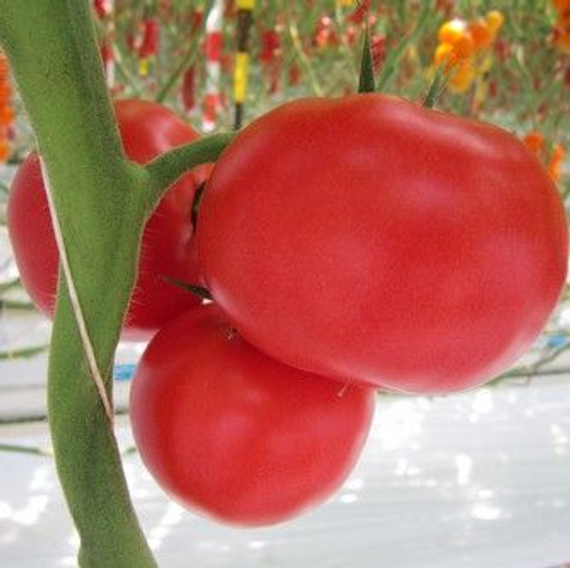 Томимару Мучо F1 семена томата индетерминантного (De Ruiter Seeds / Де Ройтер Сидс) – фото 4