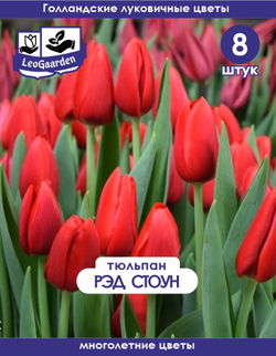 Тюльпан Луковица цветов, Ред Стоун, 8шт