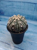 Astrophytum Asterias (Астрофитум)