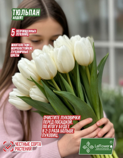 Тюльпан Луковица, Апдейт, 5+ шт