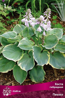 Хоста Пиззаз