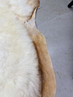 Шкура коврик меховой прикроватный овчина, 120х65 см.