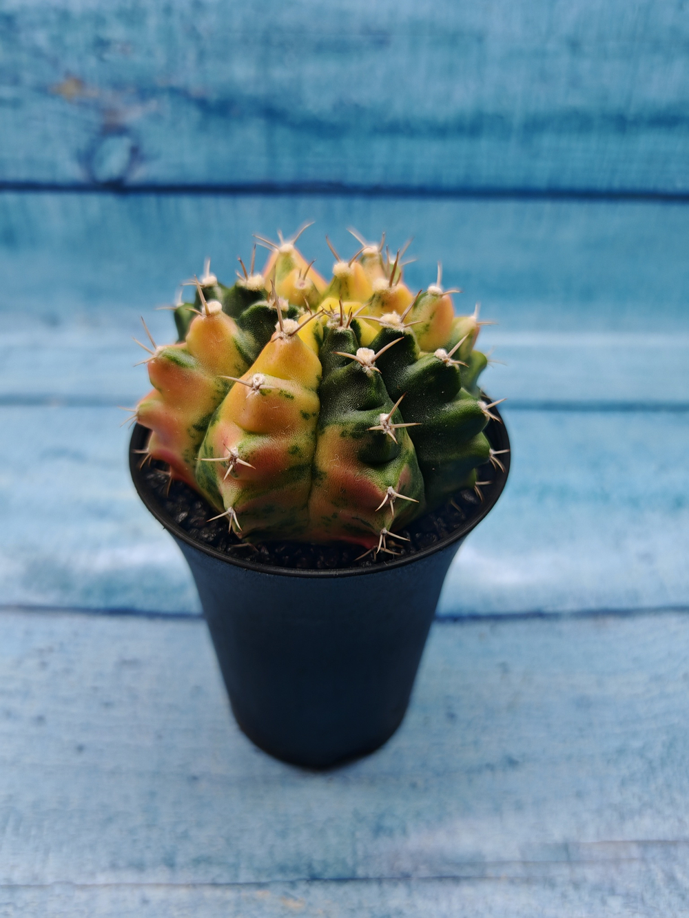 Gymnocalycium Variegata (Гимнокалициум Вариегатный)