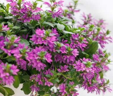 3439 Сцевола SURDIVA Super Purple (Весна 2026)