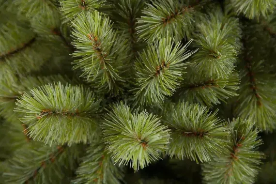 Ель Лесная красавица голубая 155 см., леска+пвх, Triumph Tree (73434)