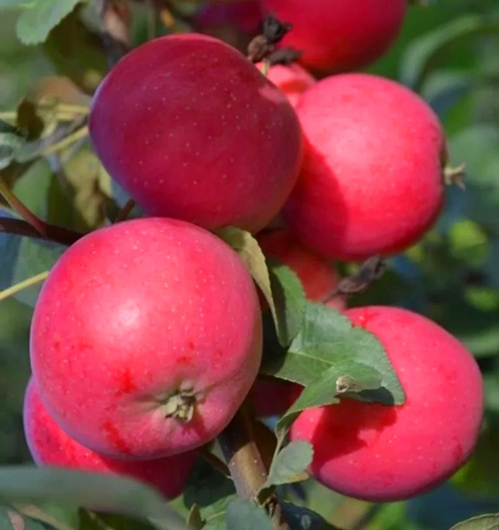 Яблоня Заветное осенняя