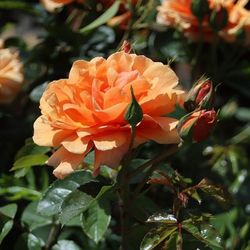 Скайлайн (Skyline)