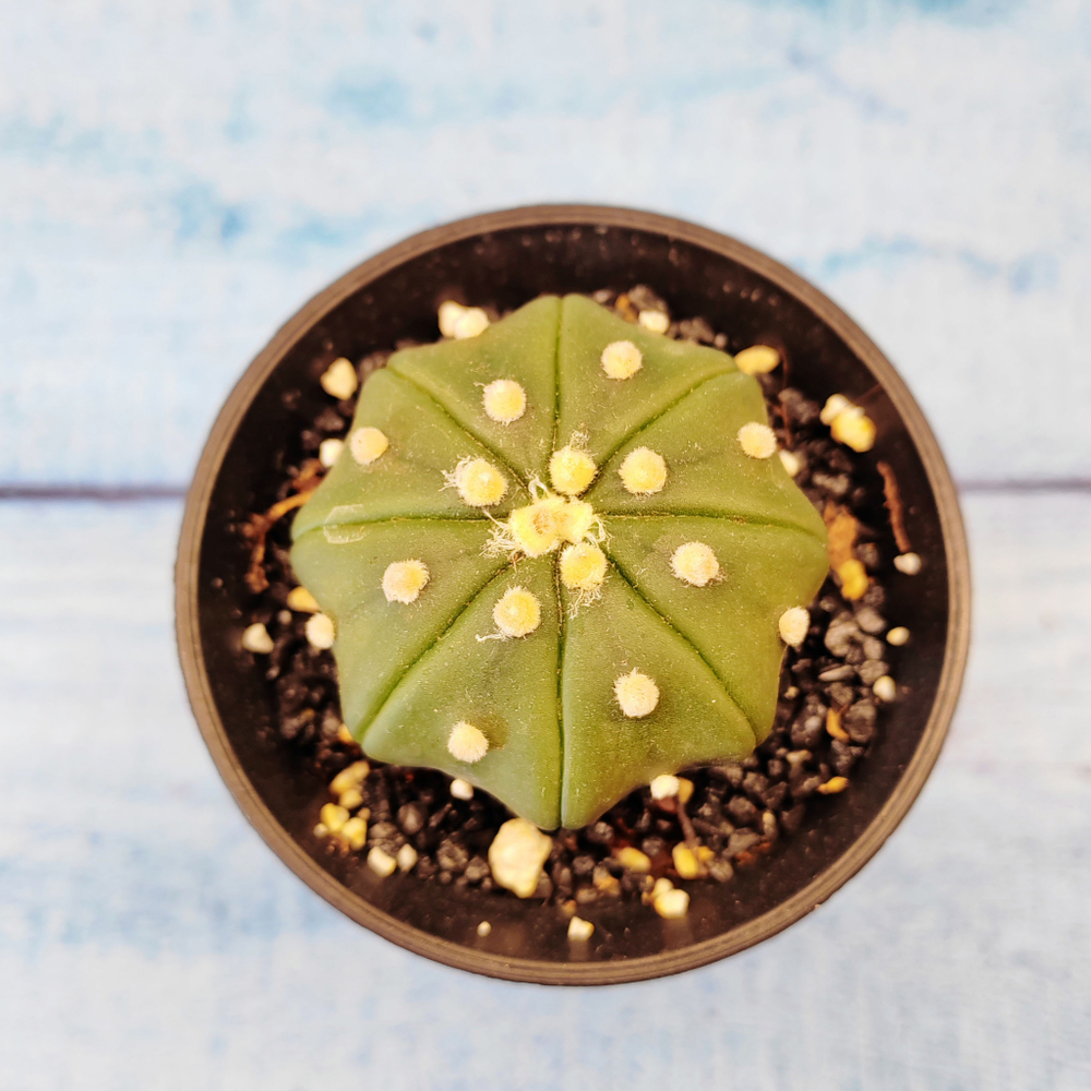 Astrophytum Asterias (Астрофитум)