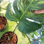 Монстера AUREA BORSIGIANA