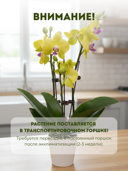 Фаленопсис желтый д.9
