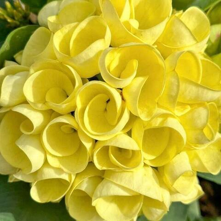 Эуфорбия Миля LEAM THONG