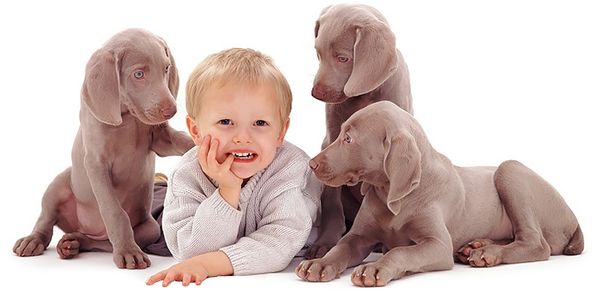 Домашние животные полезны для детей Домашние животные полезны для детей