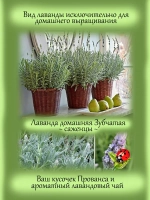 Лаванда Зубчатая домашняя