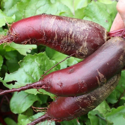 КАРИЛЛОН семена свеклы (Rijk Zwaan | Alexagro)