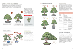 Bonsai master class