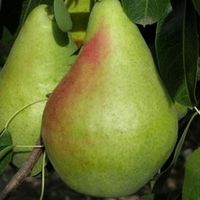 Осенний сорт