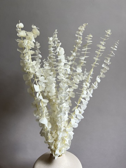 Эвкалипт Бейби Блю стабилизированный белый