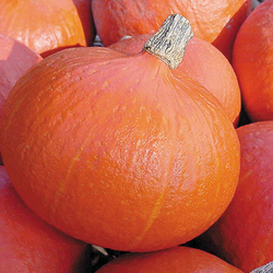 Тыква Оранж Сан F1 5шт Мировые Семена VITA GREEN