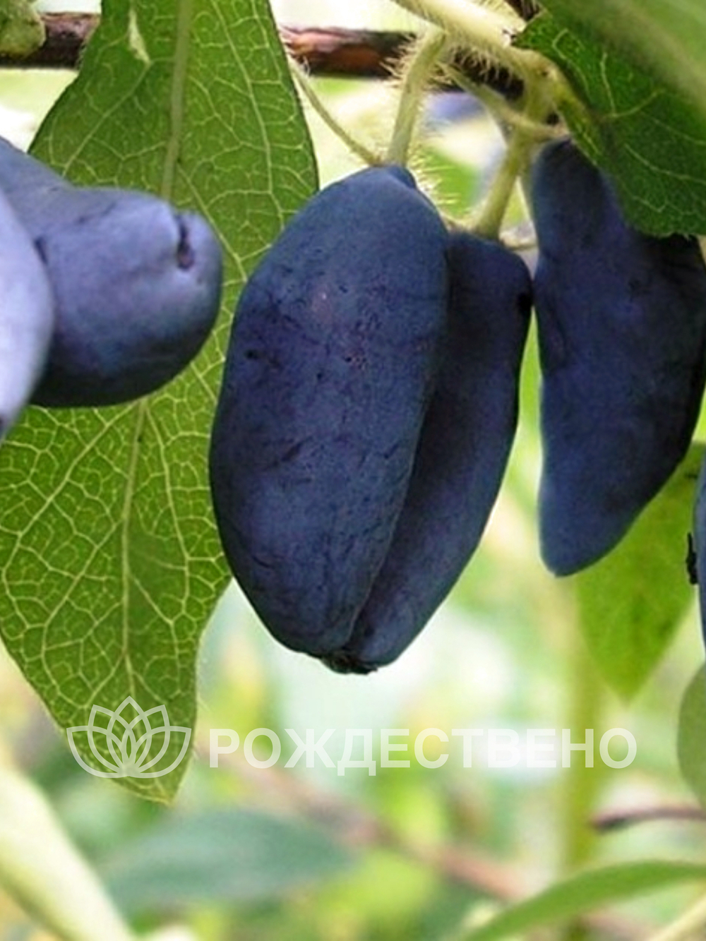 Жимолость Мальвина