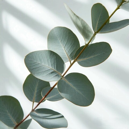 Отдушка CS - Белый Эвкалипт (White Eucalyptus)