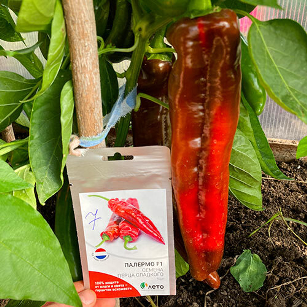 Перец сладкий Палермо F1