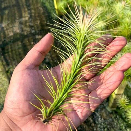 Тилландсия funckiana