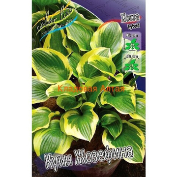 Хоста Куин Жозефина