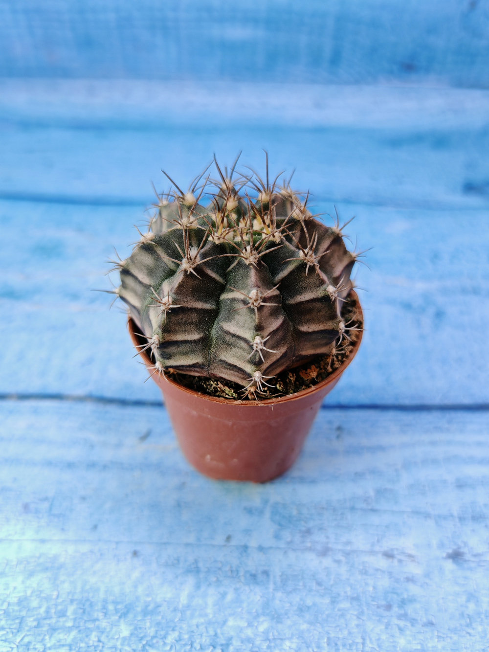 Gymnocalycium Friedrichii (Гимнокалициум)