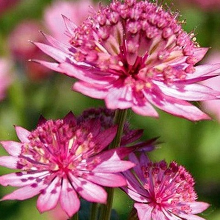 Астранция большая "Primadonna". Astrantia major "Primadonna".