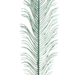 Ветка декоративная «Волшебное перо» 53 см, Нежный зеленый