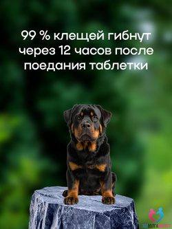 Бравекто (Bravecto) 1000 мг жевательная таблетка для собак весом 20-40 кг, против блох и клещей