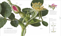 The Science of Plants: Inside their Secret World