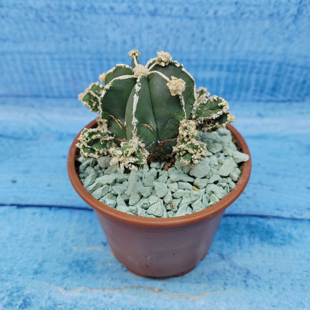 Astrophytum Myriostigma "Hakujo Fukuryu"  (Астрофитум)