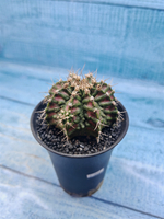 Gymnocalycium T-Rex Pink hybrid (Гимнокалициум T-rex)