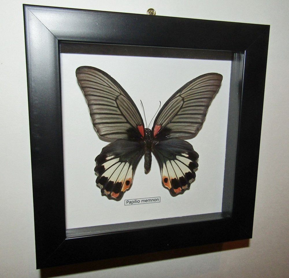 Украшение настенное Бабочка Papilio memnon самка в рамке