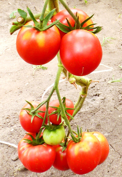 Помидоры Anna Russian — Анна