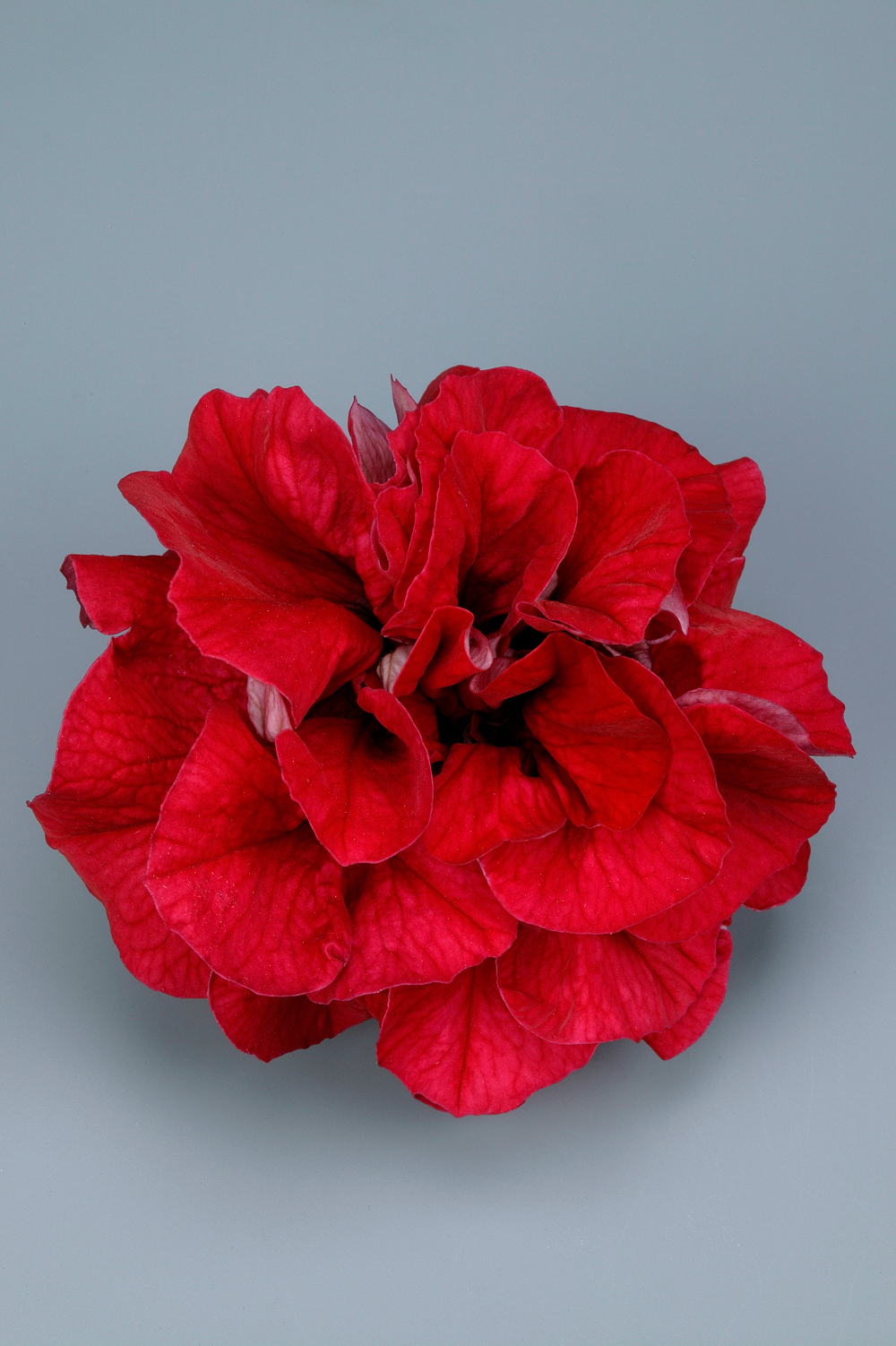 ЕВРО Петуния Surfinia Double Red укорененный черенок ОКС декабрь 25