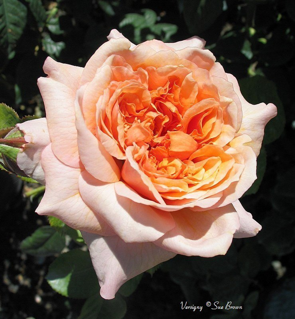 Роза английская душистая Версайни С6