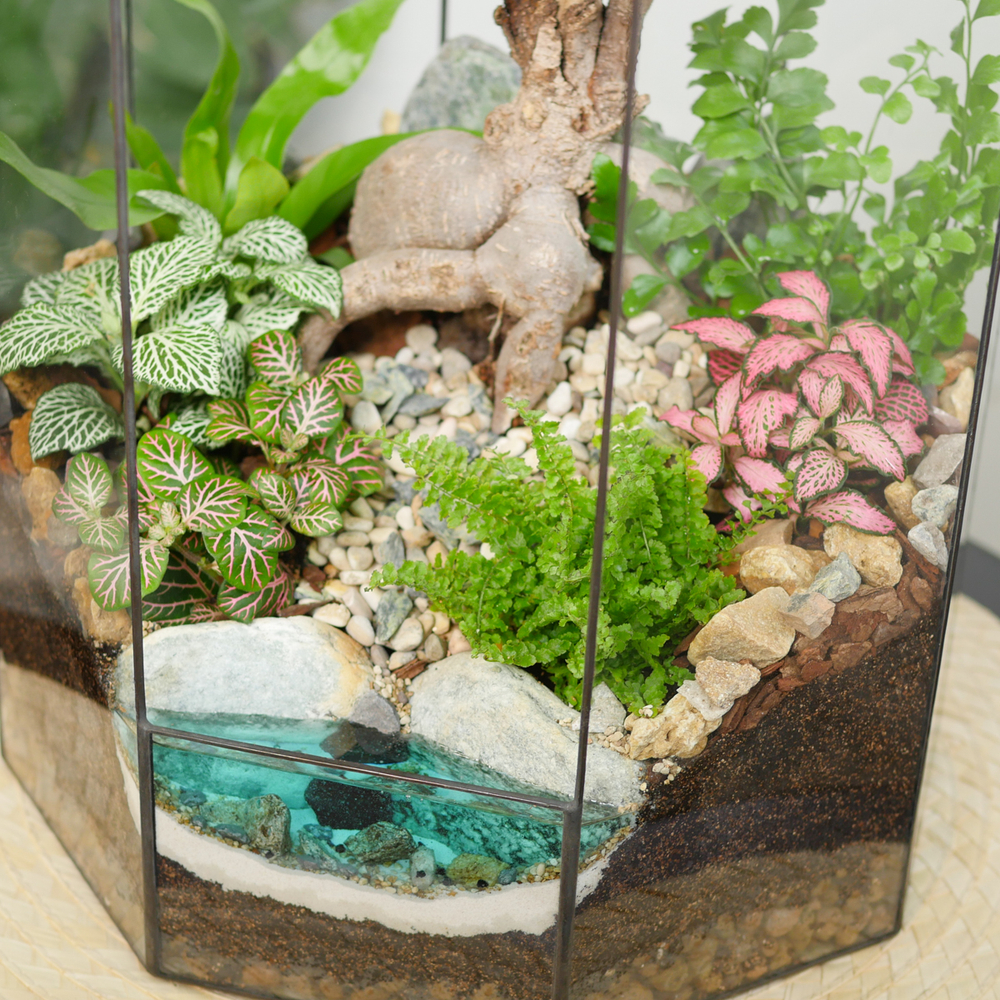 Готовый флорариум бонсай Фикус гинсенг Ботанический сад XL 45см с озером